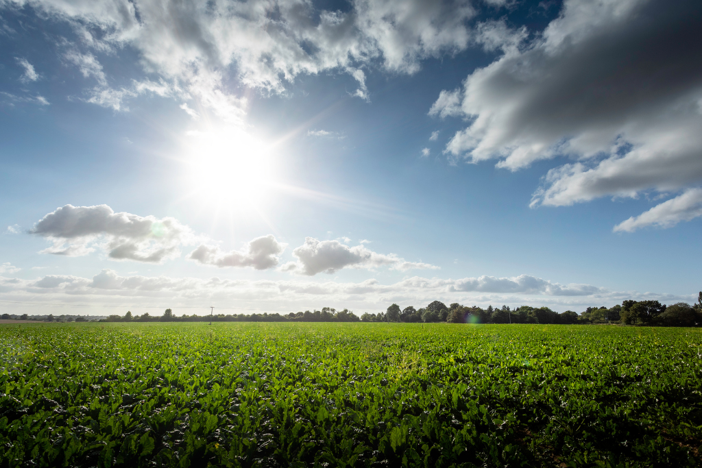 Local countryside