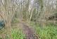 20 New woodland.jpg