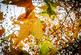 Additional image 31 of Albury Park, Albury, Guildford, Surrey, GU5