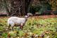 Additional image 35 of Albury Park, Albury, Guildford, Surrey, GU5