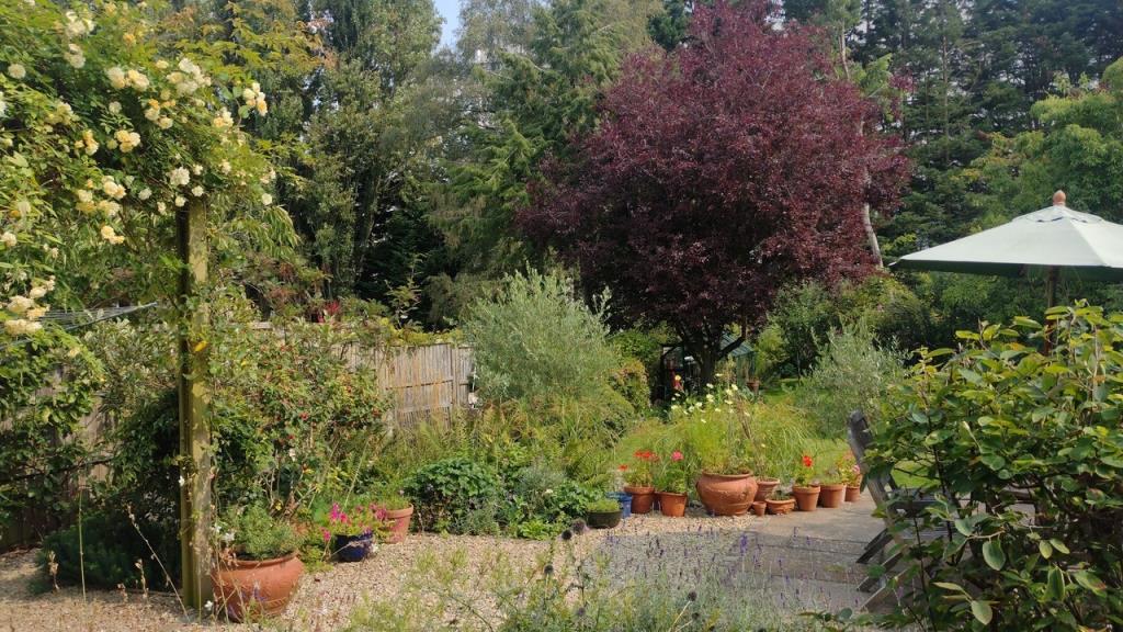 Cherry Tree & Patio