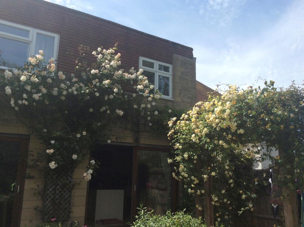 Rose bush at rear of property