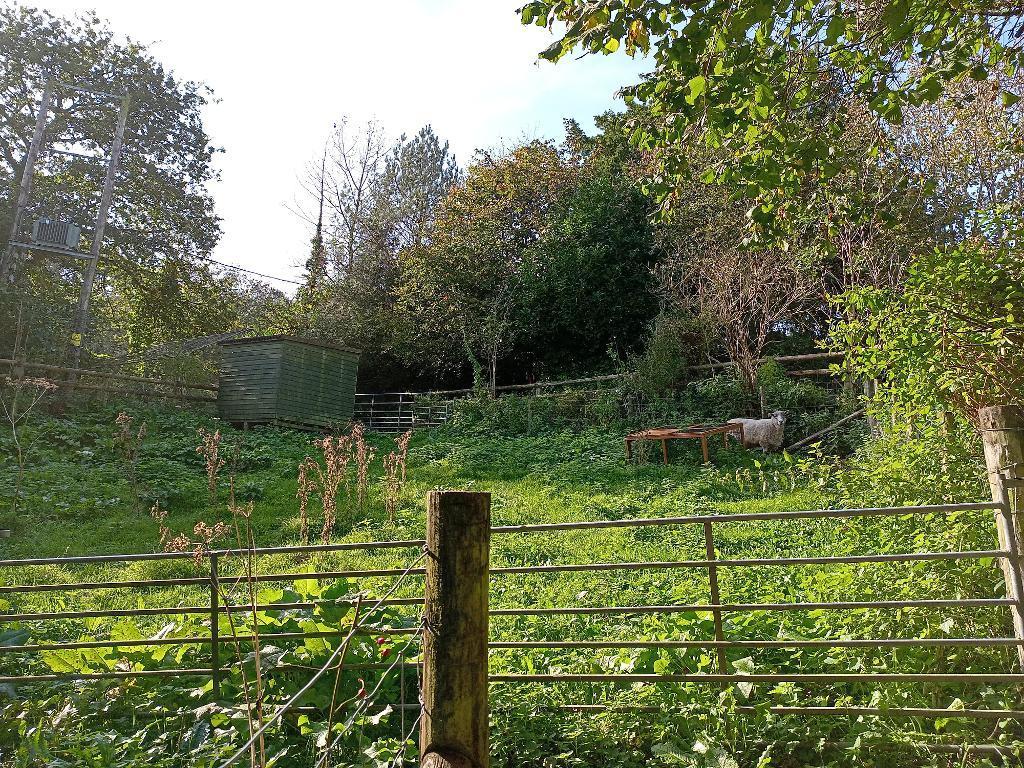 Sheep Paddock Near House