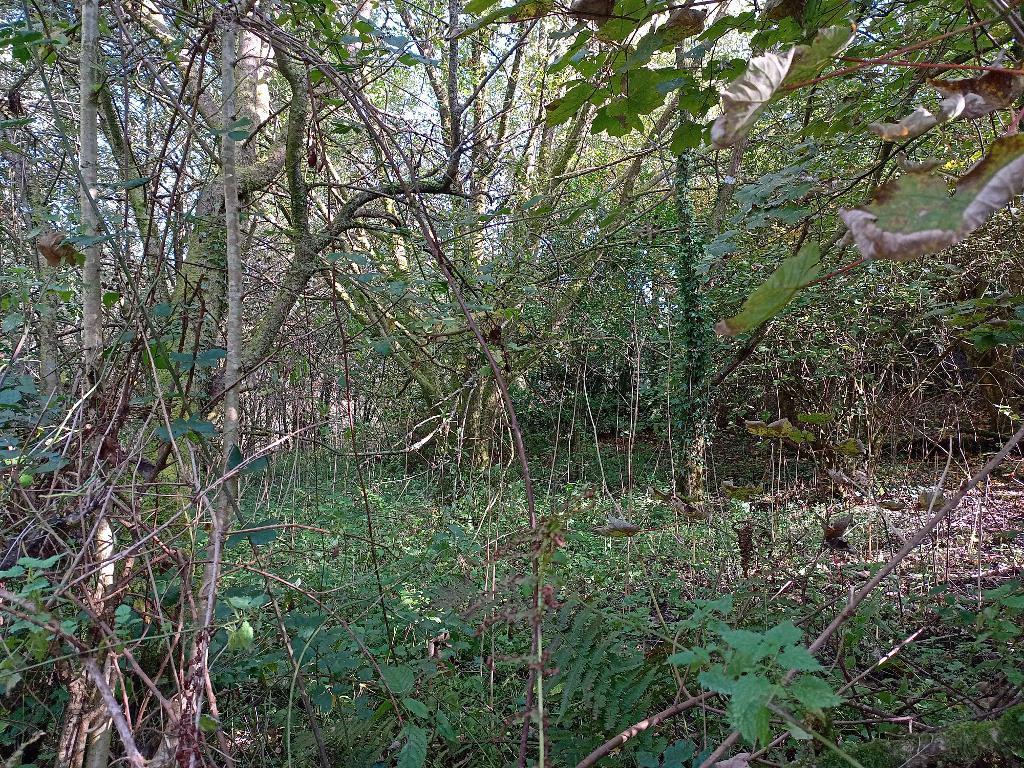 The Woodland