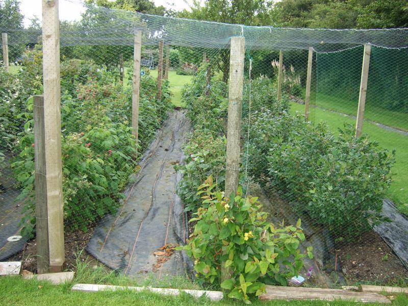 Old Summer Garden Image