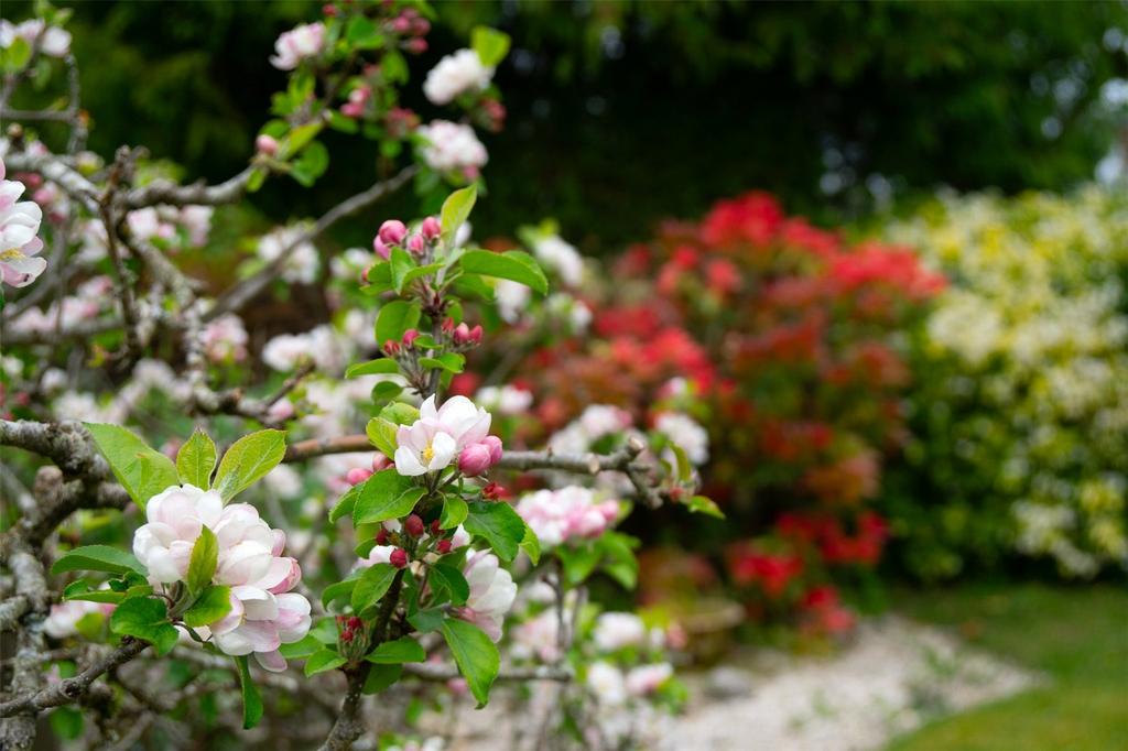 Beautiful Blossom