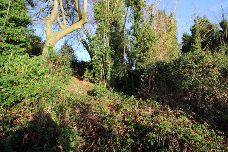 Woodland view