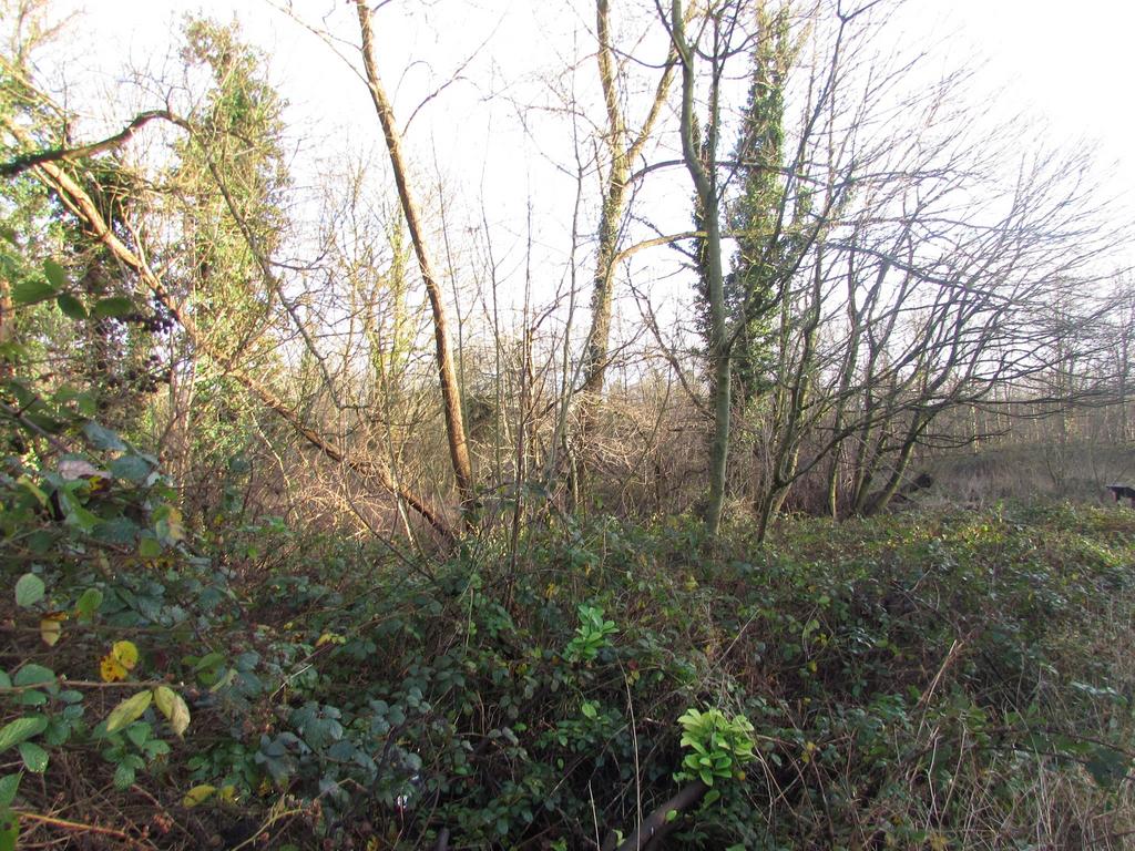 Woodland opposite
