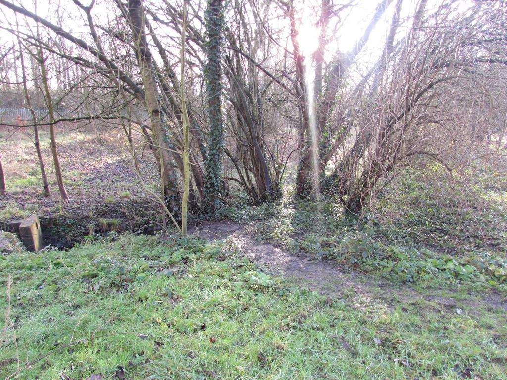 Woodland opposite