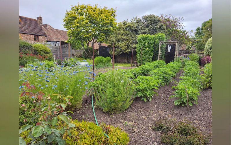 Garden in summer