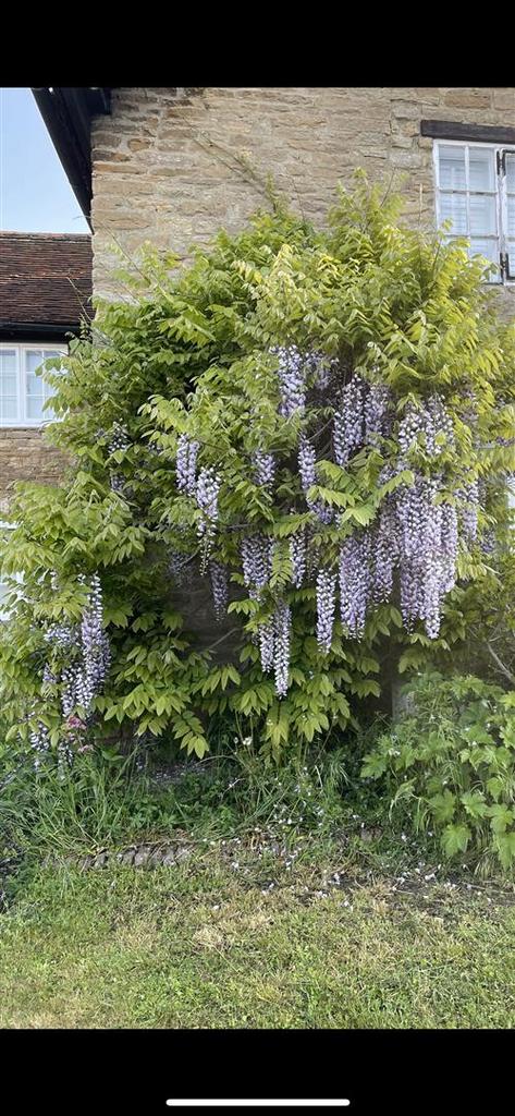 Wisteria.jpeg