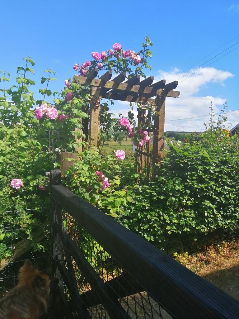 Garden area (third image)