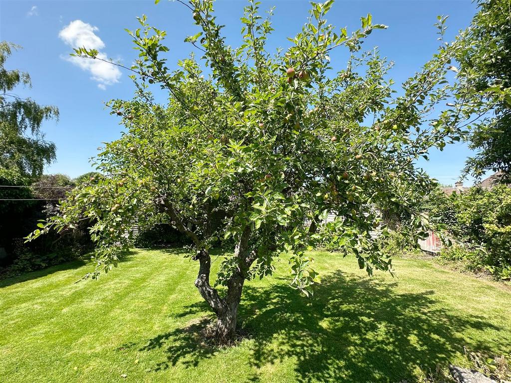 Apple Tree