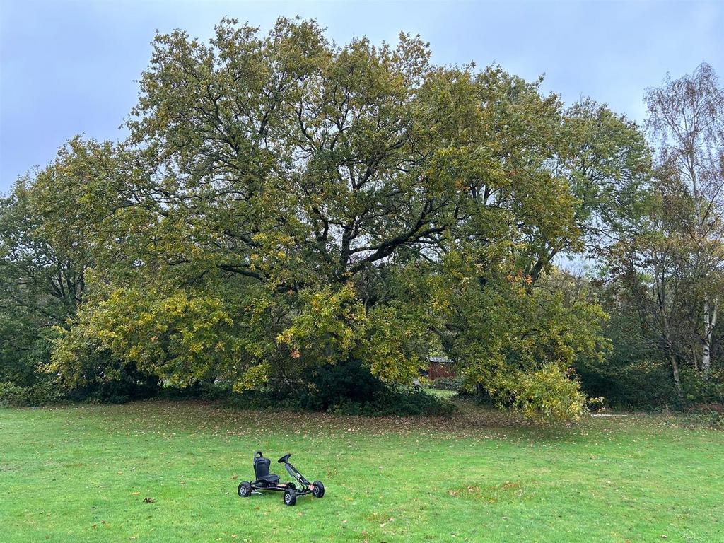 Birch View 17