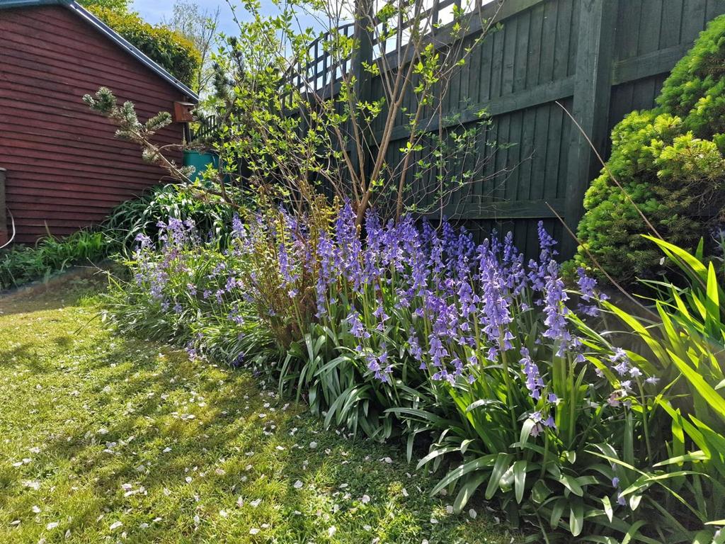 Bluebells.jpeg