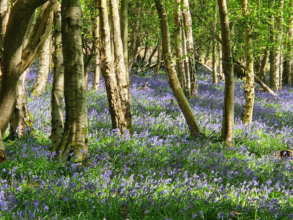 Bluebell Photos.jpg