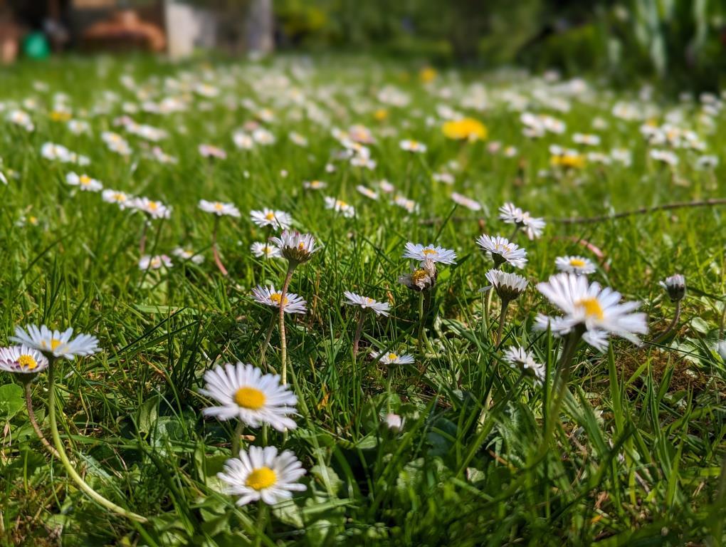 Garden 4