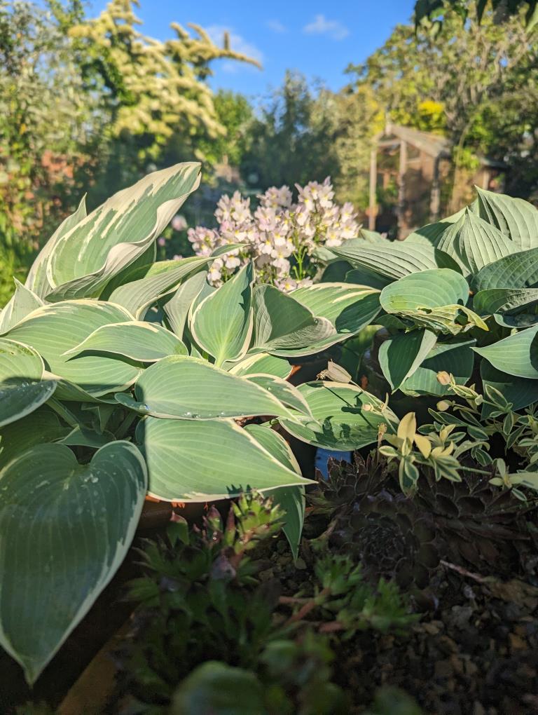 Garden 5