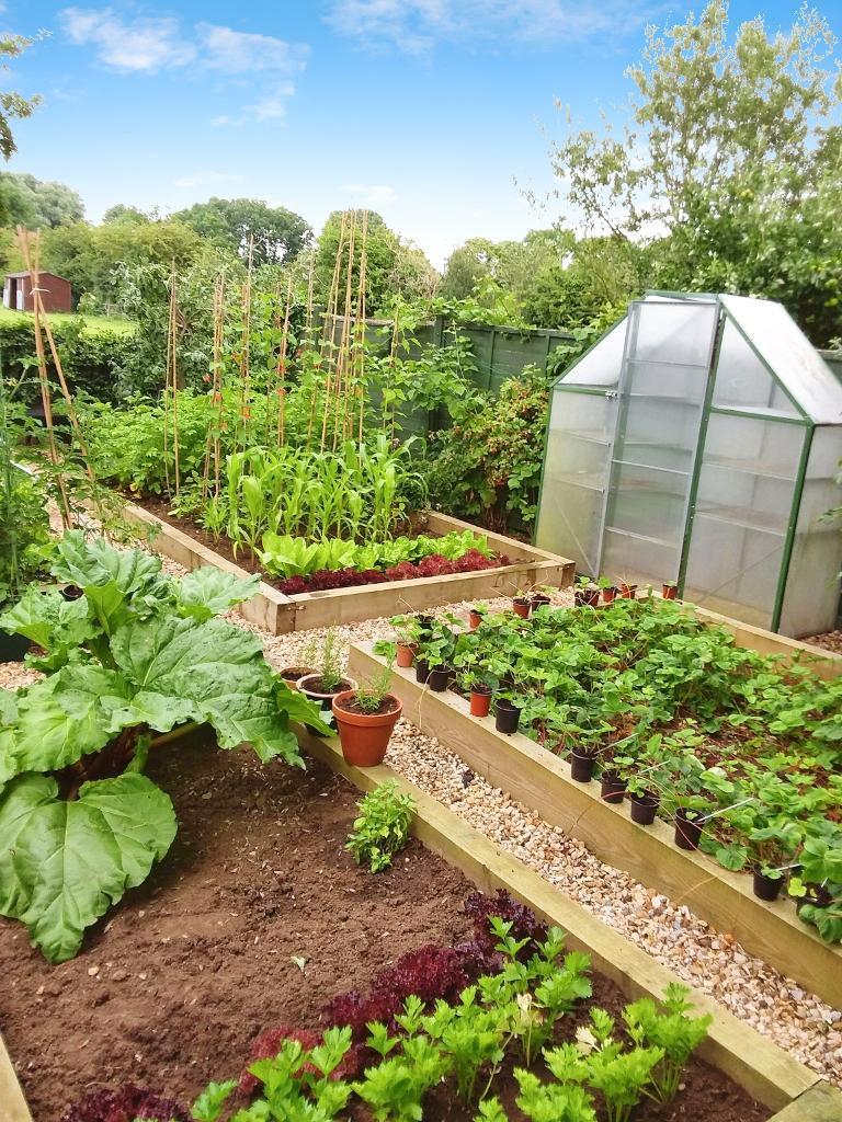 Garden in Summer