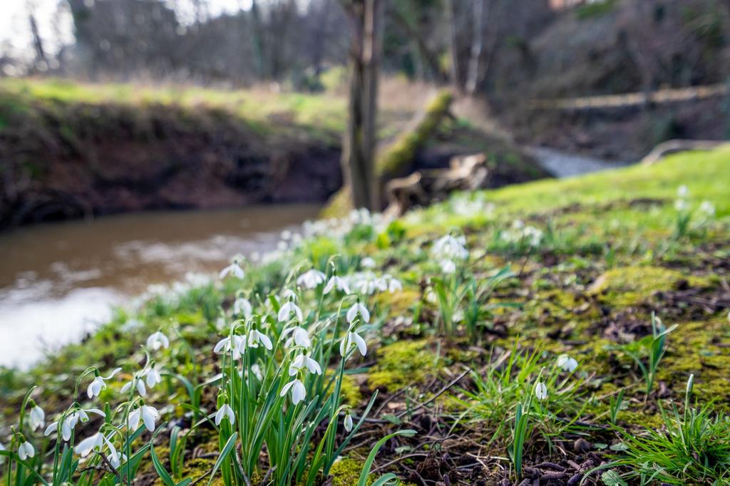 Snow Drops