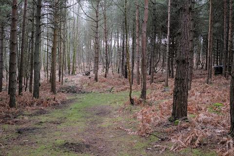 Woodland for sale - Limekiln Forest Road, Eridge Green TN3
