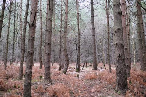 Woodland for sale - Limekiln Forest Road, Eridge Green TN3