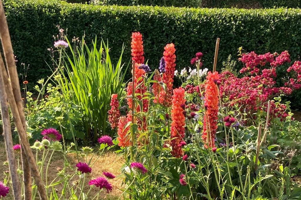 Owners photo of the garden in Summer