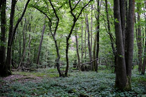 Woodland for sale, Pluckley Road, Smarden TN27