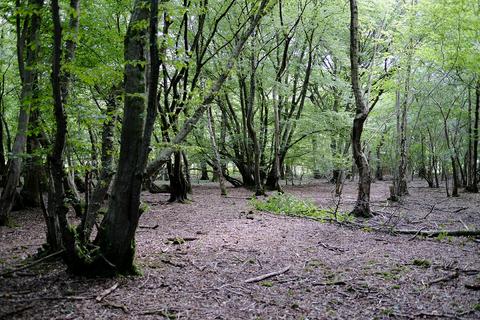 Woodland for sale, Pluckley Road, Smarden TN27