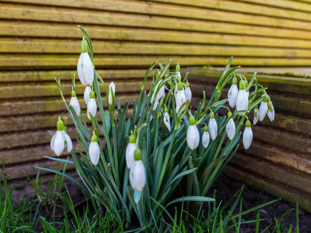 GARDEN-1.jpg