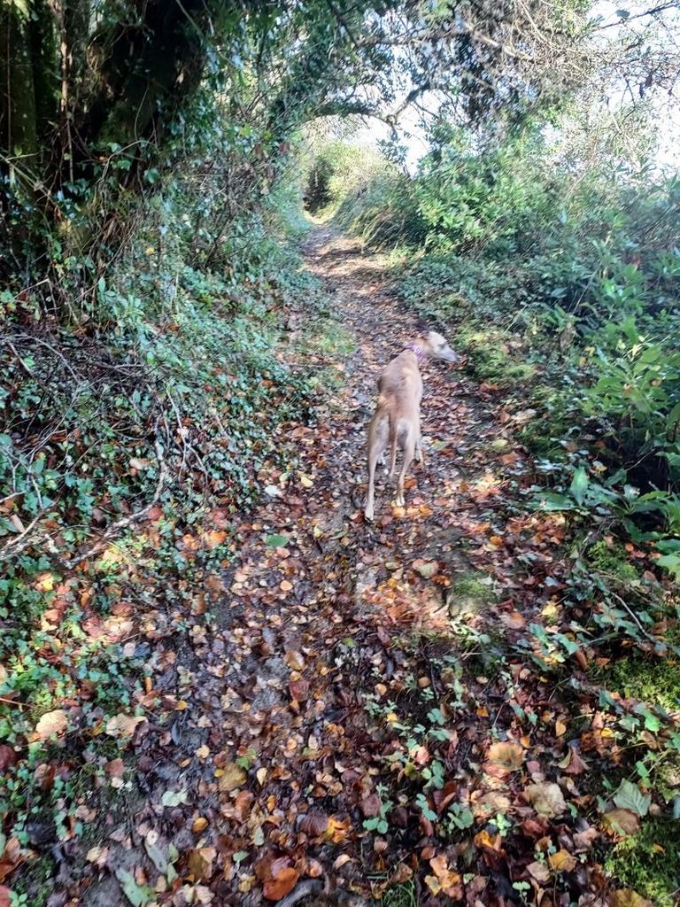 Secret piskie trail