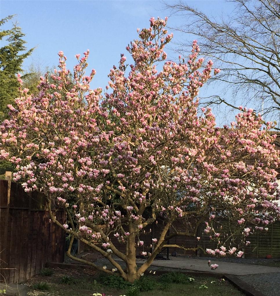 Magnolia Tree
