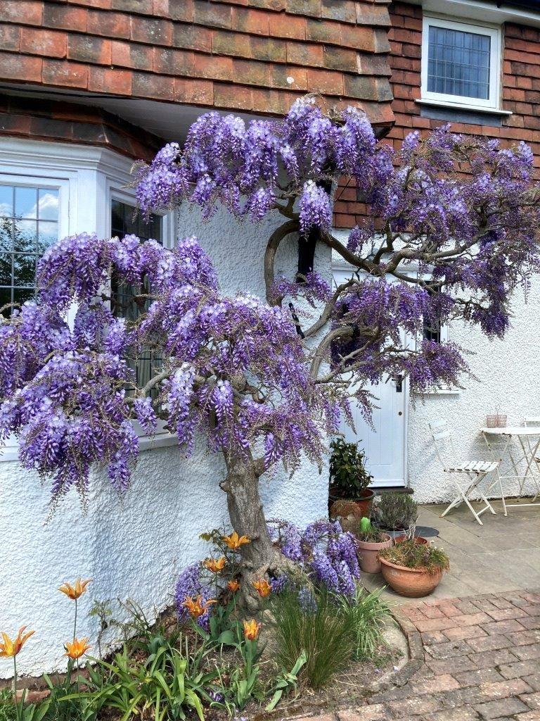 Wisteria