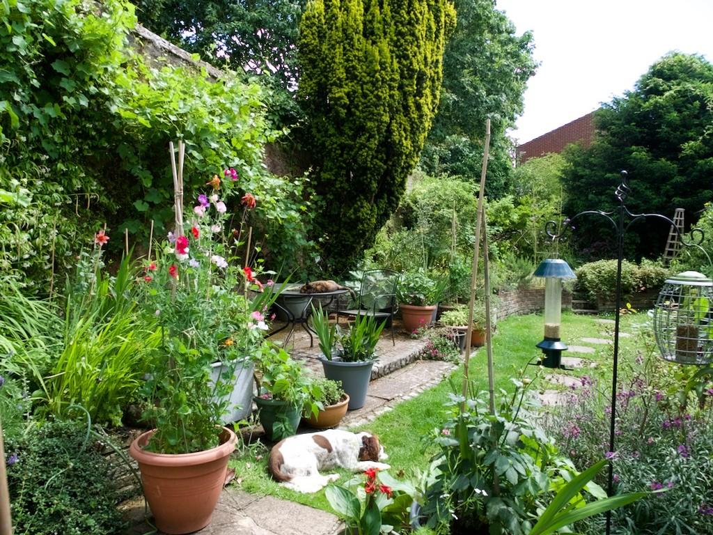 Garden pic 2
