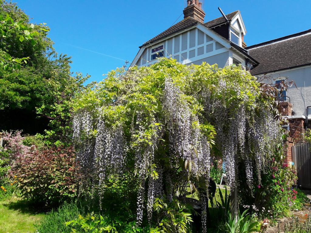 Summer garden