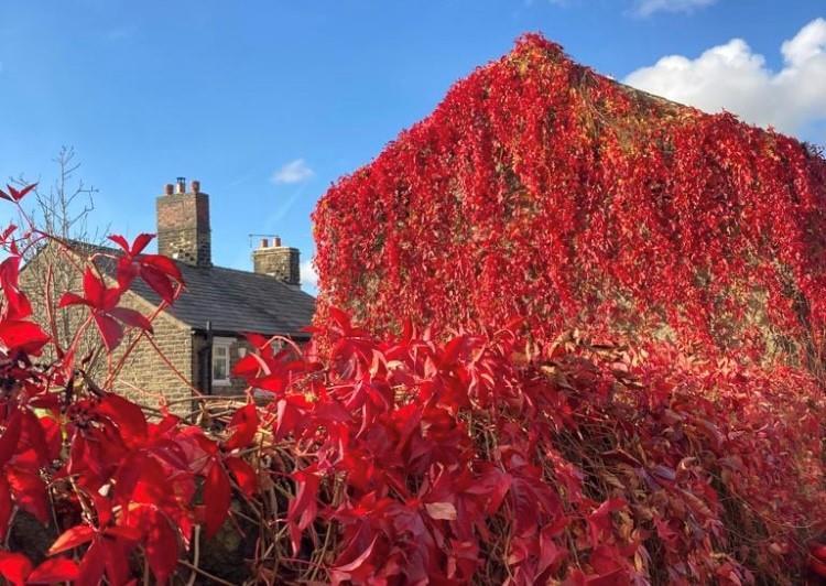Autumn shot.jpg
