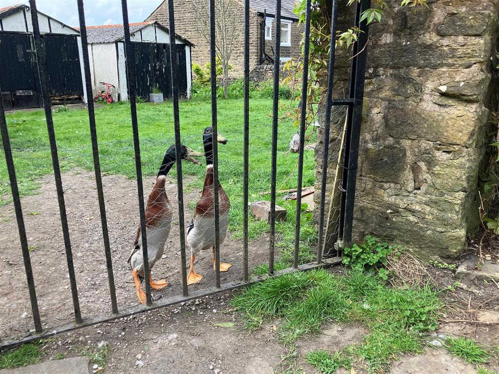 Ducks.jpg