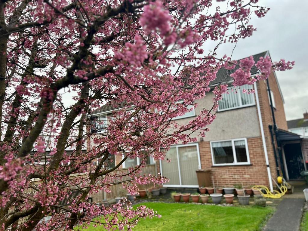 Cherry Blossom Tree.jpg