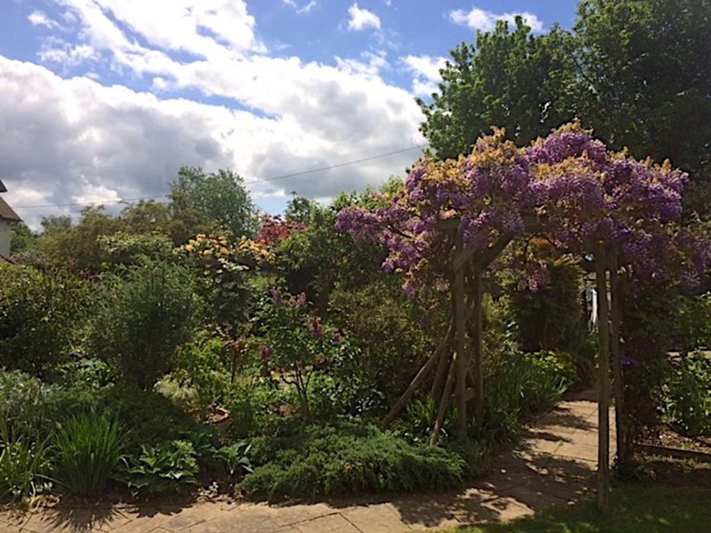 Garden (8)