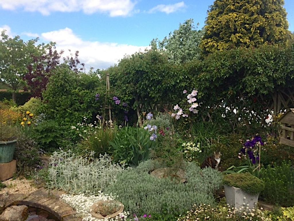 Garden (9)