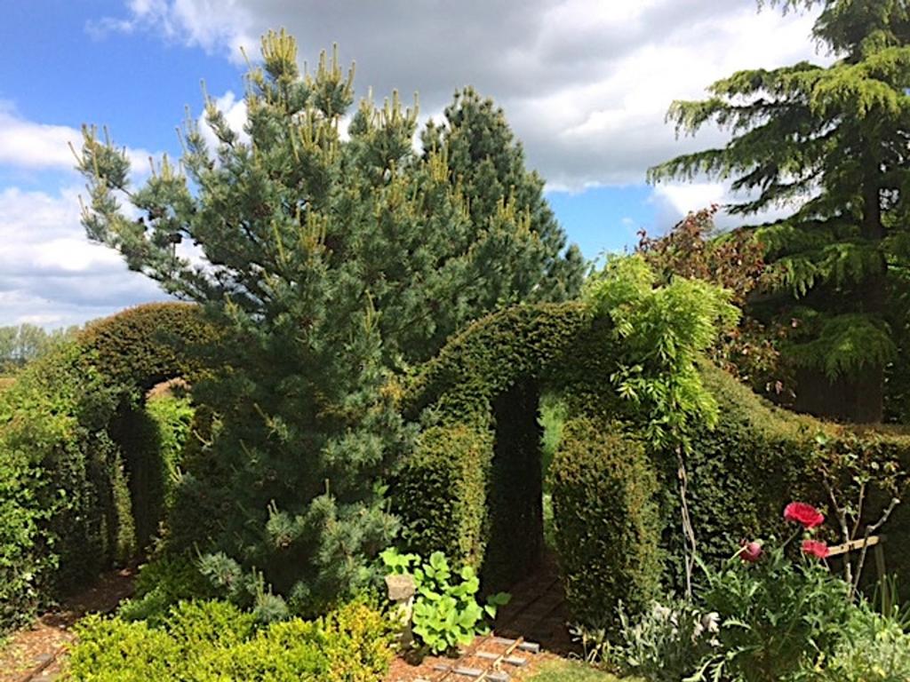 Garden (10)