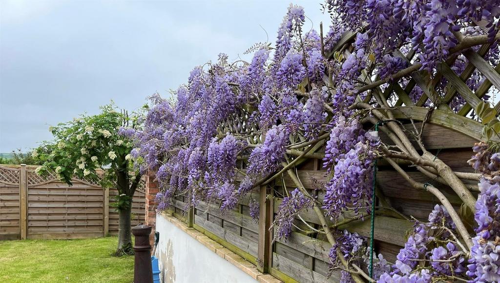 Wisteria.jpg