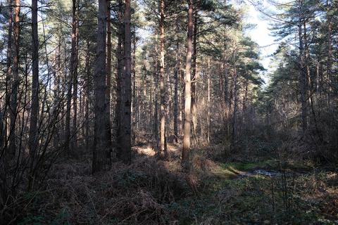 Woodland for sale, Cranbrook Road, Biddenden TN27