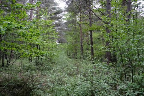 Woodland for sale, Cranbrook Road, Biddenden TN27