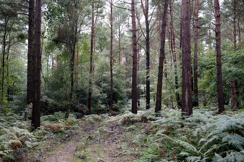 Woodland for sale - Limekiln Forest Road, Rotherfield TN3