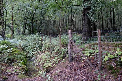 Woodland for sale - Limekiln Forest Road, Rotherfield TN3