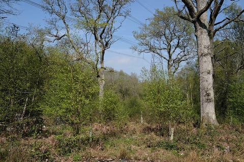 Woodland for sale, Mackerel Hill, Rye TN31