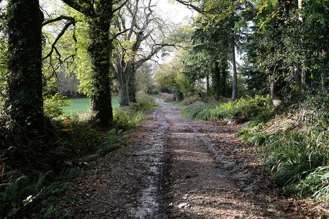 Woodland for sale, Shute Hill, Kilmington EX13