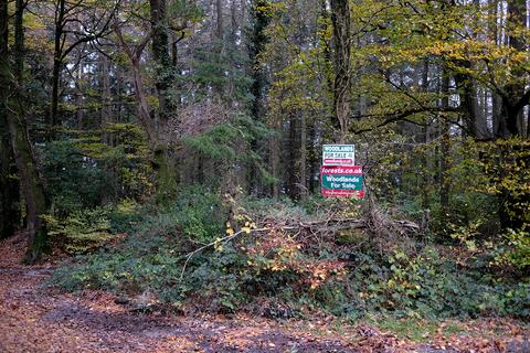 Woodland for sale, Shute Hill, Kilmington EX13