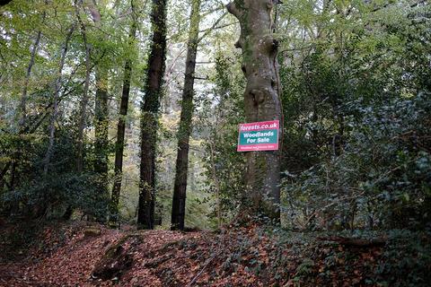 Woodland for sale, Shute Hill, Kilmington EX13